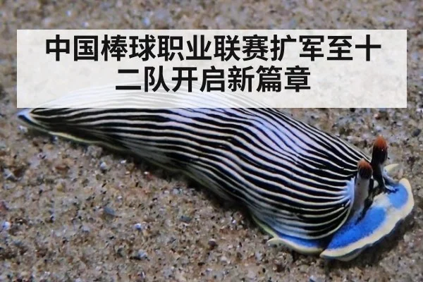 中国棒球职业联赛扩军至十二队开启新篇章